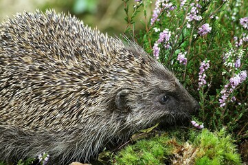 EUROPEAN HEDGEHOG erinaceus europaeus, ADULT NEAR WINTERT HEATER, NORMANDY IN FRANCE