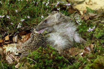 EUROPEAN HEDGEHOG erinaceus europaeus, ADULT NEAR WINTERT HEATER, NORMANDY IN FRANCE © slowmotiongli