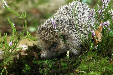 EUROPEAN HEDGEHOG erinaceus europaeus, ADULT NEAR WINTERT HEATER, NORMANDY IN FRANCE © slowmotiongli