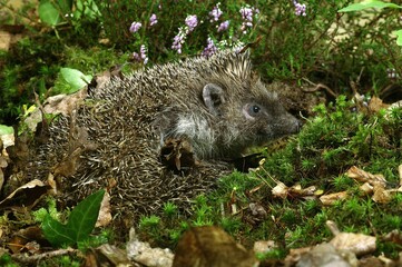 EUROPEAN HEDGEHOG erinaceus europaeus, ADULT NEAR WINTERT HEATER, NORMANDY IN FRANCE © slowmotiongli