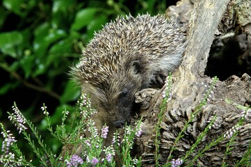 EUROPEAN HEDGEHOG erinaceus europaeus, ADULT NEAR WINTERT HEATER, NORMANDY IN FRANCE © slowmotiongli