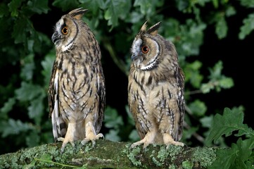 LONG-EARED OWL asio otus, PAIR STANDING ON BRANCH, NORMANDY