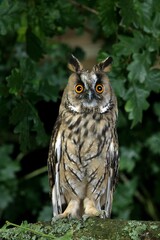 LONG-EARED OWL asio otus, ADULT ON BRANCH, NORMANDY