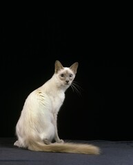 BALINESE DOMESTIC CAT, ADULT SITTING AGAINST BLACK BACKGROUND