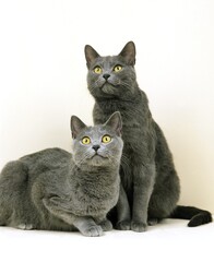 CHARTREUX DOMESTIC CAT, PAIR AGAINST WHITE BACKGROUND