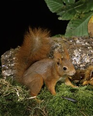 RED SQUIRREL sciurus vulgaris, ADULT