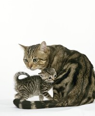 EUROPEAN BROWN TABBY DOMESTIC CAT, MOTHER WITH KITTEN