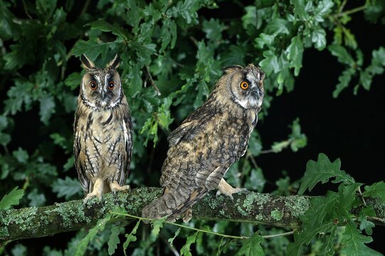 LONG-EARED OWL asio otus, PAIR STANDING ON BRANCH, NORMANDY