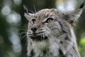 EUROPEAN LYNX felis lynx, PORTRAIT OF ADULT
