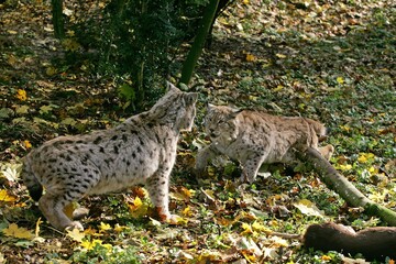 EUROPEAN LYNX felis lynx, THREAT POSTURE NEAR A ROE DEER KILL