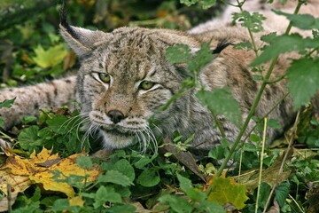 EUROPEAN LYNX felis lynx, ADULT LAYING DOWN ON LEAVES