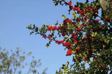 EUROPEAN HOLLY ilex aquifolium WITH RED BERRIES, NORMANDY