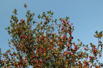 EUROPEAN HOLLY ilex aquifolium WITH RED BERRIES, NORMANDY