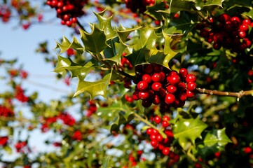 Obraz premium EUROPEAN HOLLY ilex aquifolium, BRANCH WITH RED BERRIES, NORMANDY