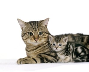 EUROPEAN BROWN TABBY DOMESTIC CAT, MOTHER WITH KITTEN