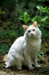 Naklejka na ściany i meble TURKISH VAN DOMESTIC CAT, ADULT WITH DIFFERENT COLOURED EYES