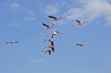 Obraz premium LESSER FLAMINGO phoenicopterus minor, GROUP IN FLIGHT, NAKURU LAKE IN KENYA