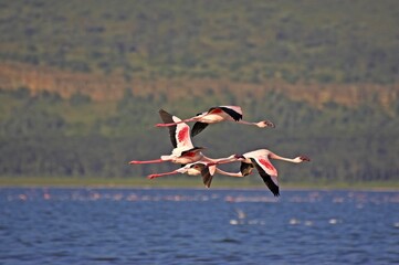 LESSER FLAMINGO phoenicopterus minor, GROUP IN FLIGHT, NAKURU LAKE IN KENYA