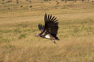 LAPPET FACED VULTURE torgos tracheliotus, ADULT IN FLIGHT, MASAI MARA IN KENYA