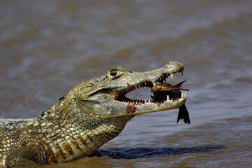 SPECTACLED CAIMAN caiman crocodilus, ADULT CATCHING FISH, LOS LIANOS IN VENEZUELA