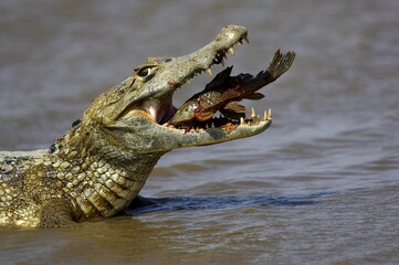 SPECTACLED CAIMAN caiman crocodilus, ADULT CATCHING FISH, LOS LIANOS IN VENEZUELA