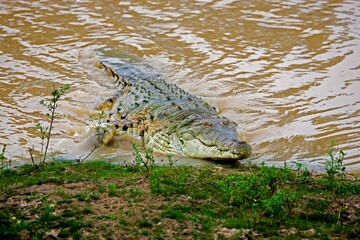 ORINOCO CROCODILE crocodylus intermedius, ADULT EMERGING FROM RIVER, LOS LIANOS IN VENEZUELA