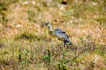 WHISTLING HERON syrigma sibilatrix, JUVENILE STANDING ON DRY GRASS, LOS LIANOS IN VENEZUELA