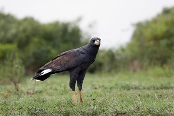 GREAT BLACK HAWK buteogallus urubitinga, ADULT STANDING ON GRASS, LOS LIANOS IN VENEZUELA