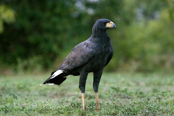 GREAT BLACK HAWK buteogallus urubitinga, ADULT STANDING ON GRASS, LOS LIANOS IN VENEZUELA