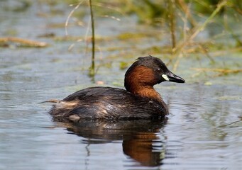 LITTLE GREBE tachybaptus ruficollis, ADULT ON A POND, NORMANDY