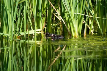 LITTLE GREBE tachybaptus ruficollis, CHICK ON A POND, NORMANDY