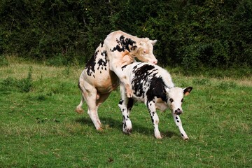 NORMANDY CATTLE, PAIR MATING, NORMANDY