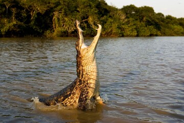 SPECTACLED CAIMAN caiman crocodilus, ADULT LEAPING OUT OF WATER WITH OPEN MOUTH, LOS LIANOS IN VENEZUELA - obrazy, fototapety, plakaty