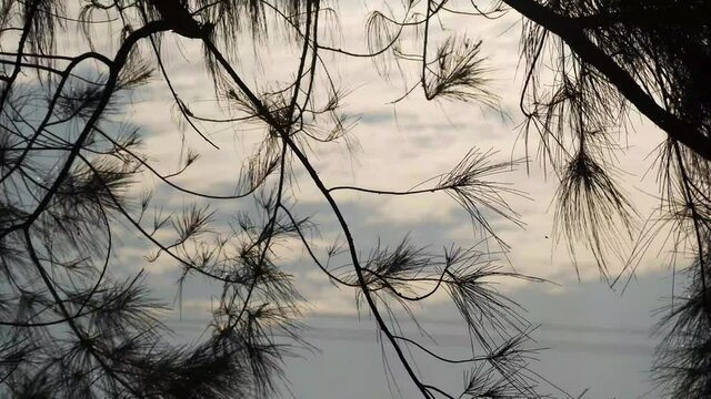 Silhouette leaves of evergreen Casuarina equisetifolia (Common ironwood) in the dusk at Amal beach Tarakan, Indonesia.