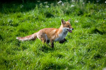 Naklejka na ściany i meble RED FOX vulpes vulpes, ADULT RUNNING THROUGH MEADOW, NORMADY