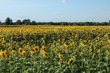 Field of sunflowers