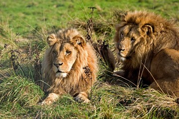 KATANGA LION OR SOUTHWEST AFRICAN LION panthera leo bleyenberghi