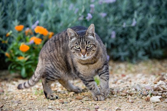 BROWN TABBY DOMESTIC CAT, NORMANDY