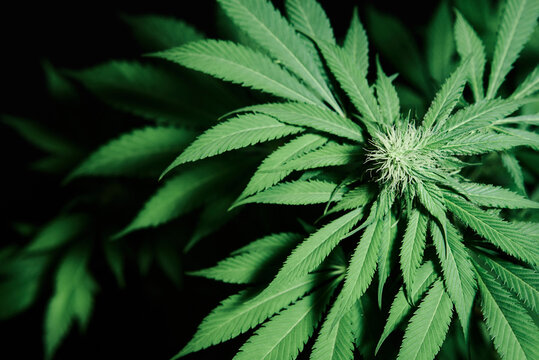 cannabis plant