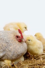 BARBU D'UCCLE, HEN AND CHICKS, A BREED FROM BELGIUM