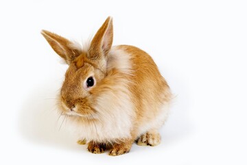 RED DWARF RABBIT AGAINST WHITE BACKGROUND