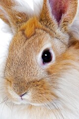 RED DWARF RABBIT, CLOSE-UP OF HEAD