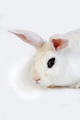 HOTOT RABBIT, A BREED FROM NORMANDY