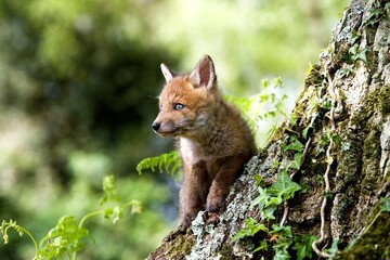 RED FOX vulpes vulpes, PUP, NORMANDY IN FRANCE