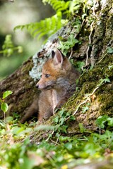 RED FOX vulpes vulpes, PUP STANDING AT DEN ENTRANCE, NORMANDY IN FRANCE