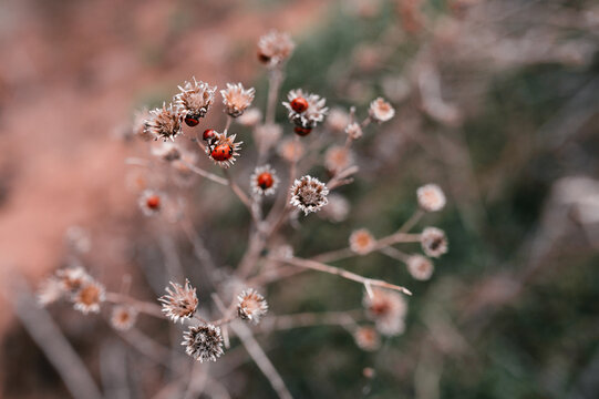 ladybugs on an autumn dry flower