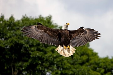 BALD EAGLE haliaeetus leucocephalus, ADULT IN FLIGHT