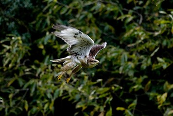 FERRUGINOUS HAWK buteo regalis, ADULT IN FLIGHT