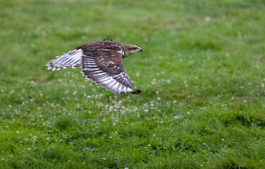 FERRUGINOUS HAWK buteo regalis, ADULT IN FLIGHT