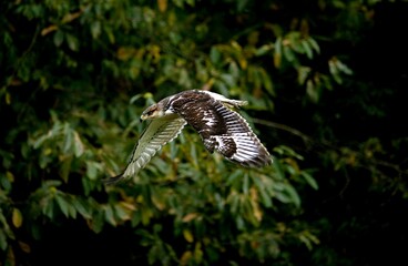 Fototapeta premium FERRUGINOUS HAWK buteo regalis, ADULT IN FLIGHT